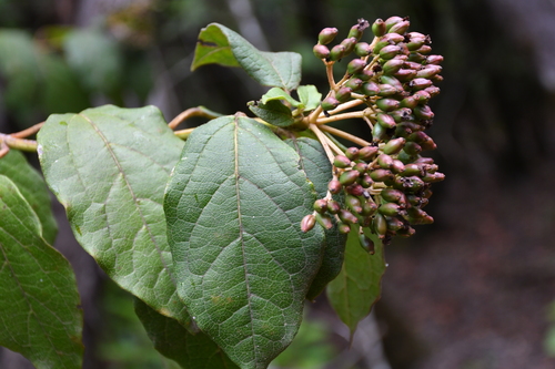 Adoxaceae image