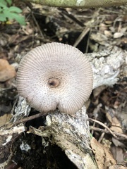 Pluteus longistriatus
