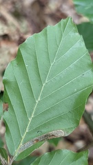 Phyllonorycter maestingella