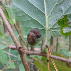 Tenthredo ferruginea