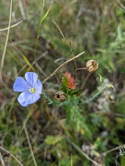 Linum austriacum