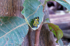 Heterusia