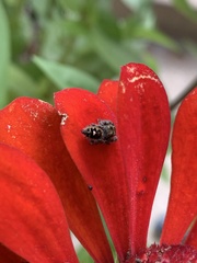 Phidippus