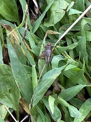 Eunemobius carolinus