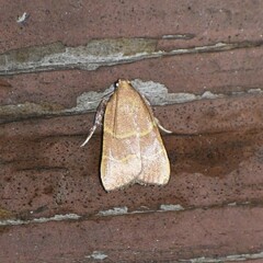 Parachma ochracealis