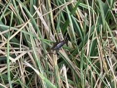 Allonemobius fasciatus