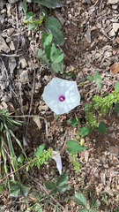 Ipomoea pandurata