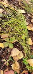 Equisetum pratense