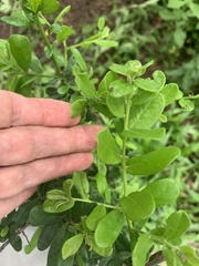 Diospyros texana