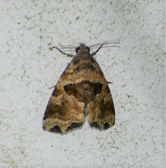 Cobubatha metaspilaris