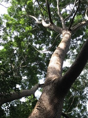 Enterolobium