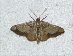 Idaea kendallaria