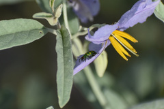 Diabrotica balteata