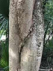 Enterolobium