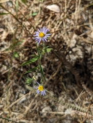 Symphyotrichum subspicatum