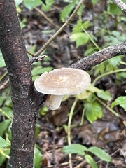 Polyporus fagicola