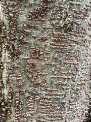 Enterolobium