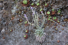 Matthiola maderensis