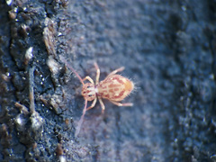 Symphypleona