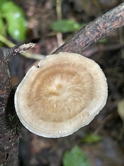 Polyporus fagicola