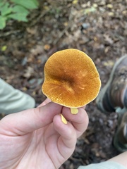 Gyroporus castaneus