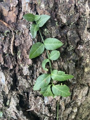 Euonymus fortunei
