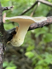 Polyporus fagicola
