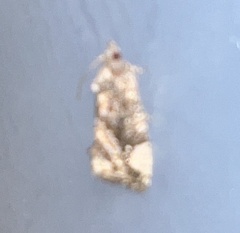 Gymnandrosoma punctidiscanum