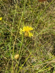 Centaurea orientalis