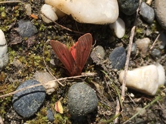 Phragmatobia