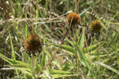 Echinacea purpurea