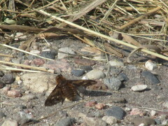 Bombyliidae