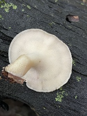Polyporus fagicola