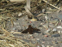 Bombyliidae