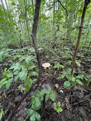 Polyporus fagicola