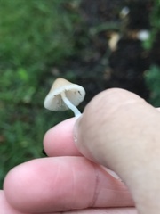 Mycena