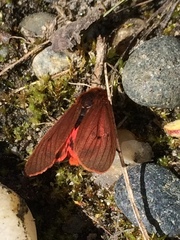 Phragmatobia