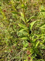 Pentanema asperum