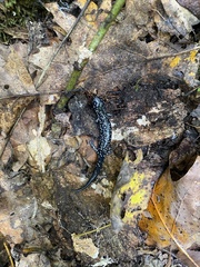 Plethodon albagula