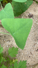 Persicaria perfoliata
