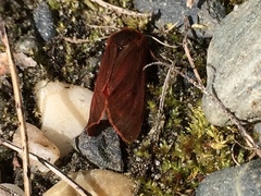 Phragmatobia