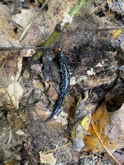 Plethodon albagula