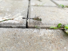 Diplacodes trivialis