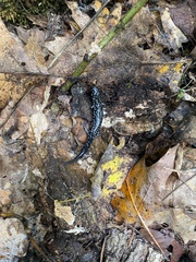 Plethodon albagula