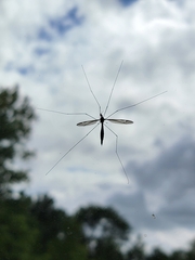 Tipula furca