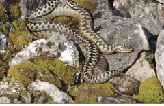 Vipera berus