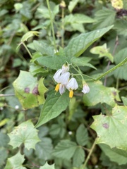 Solanum furcatum
