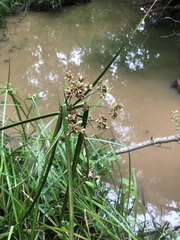 Cyperus virens