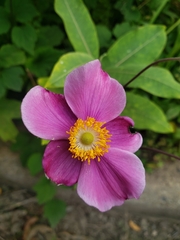 Eriocapitella hupehensis