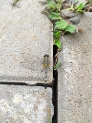Diplacodes trivialis